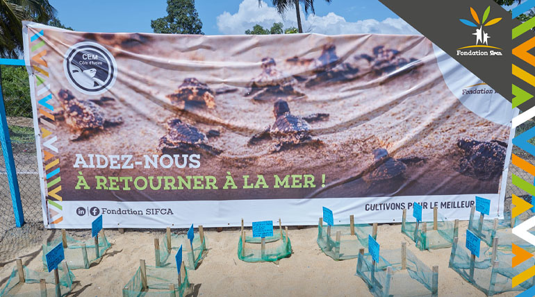 2023 Grand bérébi 50 bébés tortues remis à la mer